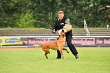 working-dog Esh