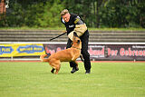 working-dog Esh