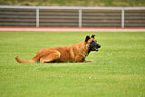working-dog Esh