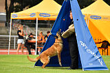 working-dog Esh