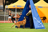 working-dog Esh