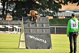 working-dog Esh