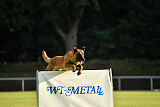 working-dog Esh