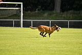 working-dog Esh