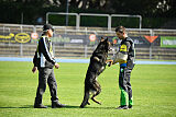 Quincy vom dunklen Zwinger