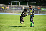 Quincy vom dunklen Zwinger
