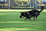 Quincy vom dunklen Zwinger