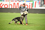 Chapa vom Drachenwolf