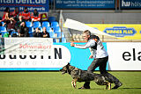 Chapa vom Drachenwolf