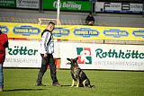 Chapa vom Drachenwolf