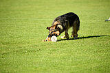 Dooly of Dog Training