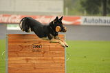 Djuke vom Steinteich
