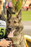 BSP 2013 Siegerehrung