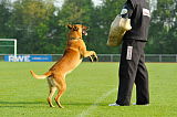 Linus vom Rheurdter Land