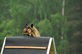 Fox von der schoenen Ecke