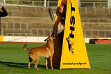 Mecberger Lassie