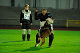 Daneskjold Ursus