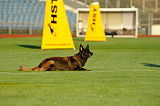 Rumba Djoakimo Dog