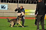 Falko von Guillannes