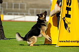 Imzedrift´s Viggo