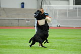 Black King Kong of Chiao Li Ya FCI