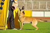 Brando Du Loups du Soleil