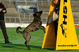 Boyd´s Bullriding Glenmore