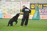 B'dog vom Eichbaum