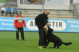 B'dog vom Eichbaum