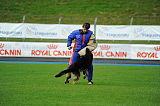 Karus of Timo Kennel