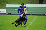 Dornholz Drago