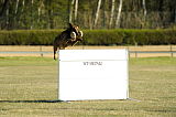 Skip