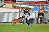 Akito von den Belgischen Wolfen