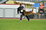 Akito von den Belgischen Wolfen