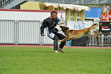 Akito von den Belgischen Wolfen