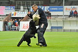 B'dog vom Eichbaum