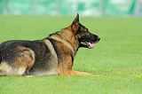 H Reggie von Haus Juros