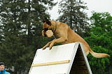 Batman Veranis K-9 Dog Center