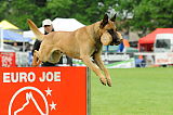 Batman Veranis K-9 Dog Center