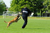 Boy vom Streitwald