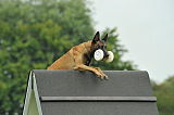 Nitro vom Drachenherz