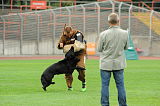 Gipsy vom Steinteich