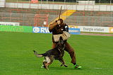 Fero vom Steinteich