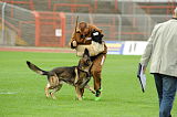 Fero vom Steinteich