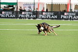 Aro vom Hunde-Hager