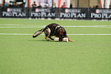 Aro vom Hunde-Hager