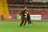 Aro vom Hunde-Hager