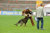 Aro vom Hunde-Hager