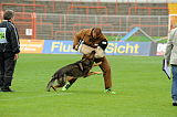 Aro vom Hunde-Hager