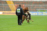 Aro vom Hunde-Hager